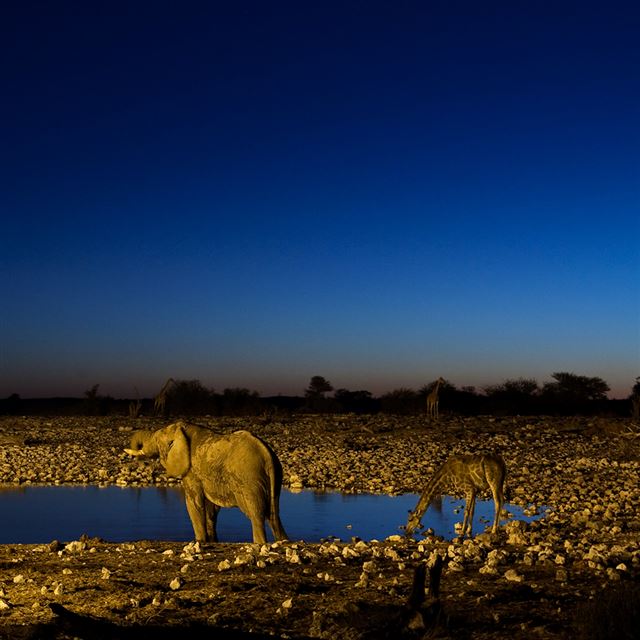 1024x1024 Watering Hole - hole iPad Wallpaper