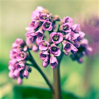 Spring Flowers wallpaper