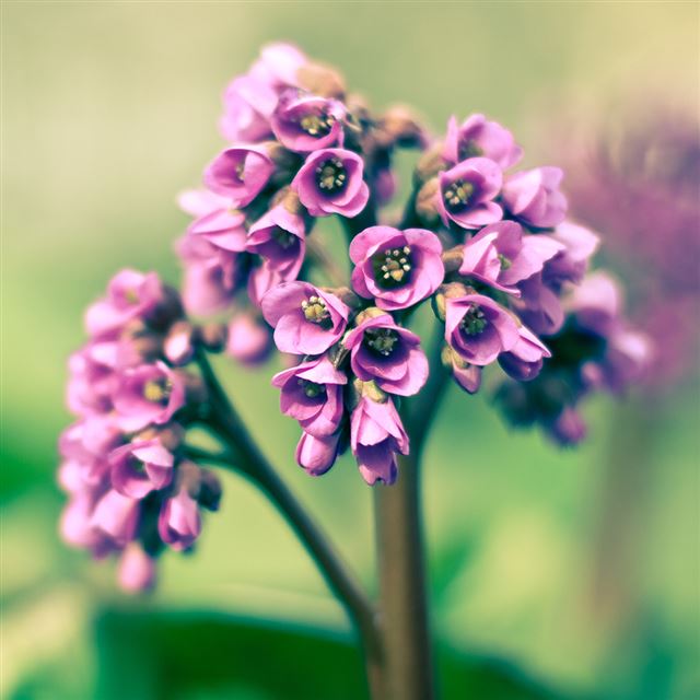 1024x1024 Spring Flowers - purple iPad Wallpaper
