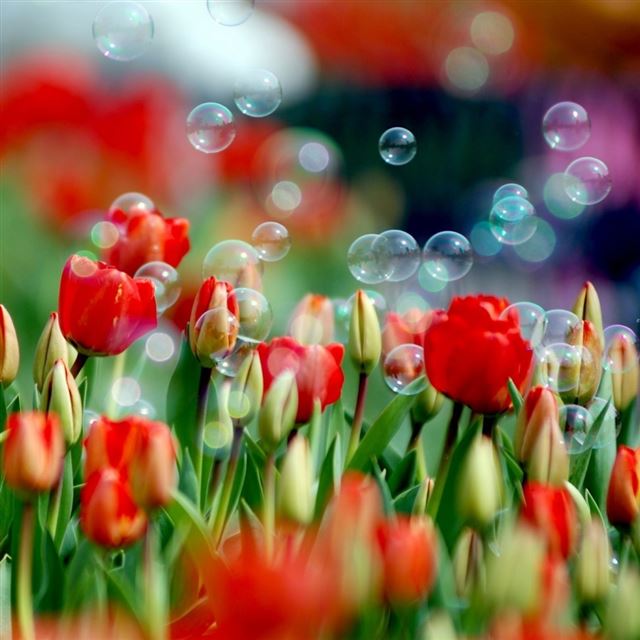 1024x1024 Tulips And Bubbles - leafs iPad Wallpaper
