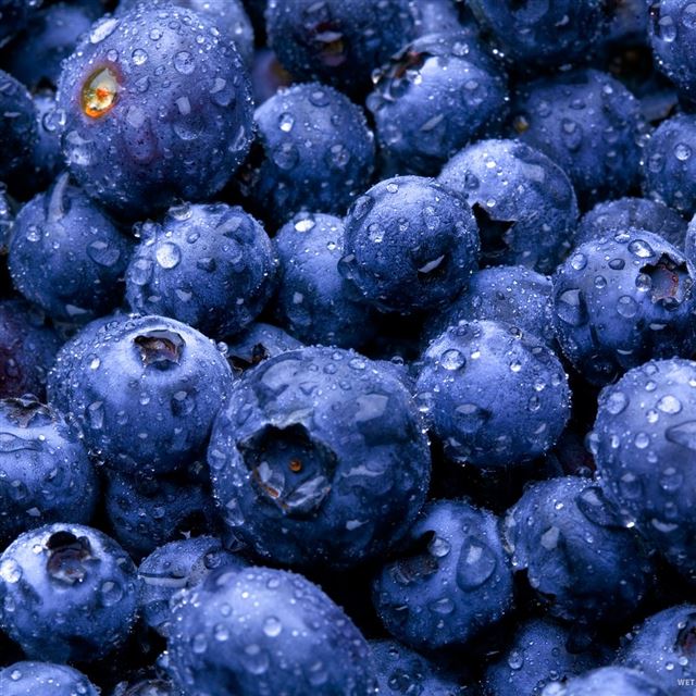 1024x1024 Blue Berries - purple iPad Wallpaper