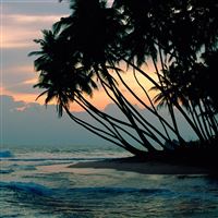 Palm Trees wallpaper