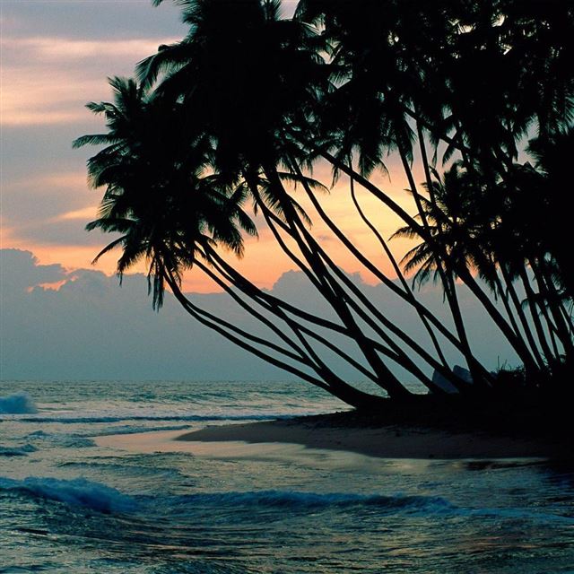 1024x1024 Palm Trees - orange iPad Wallpaper