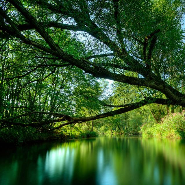 1024x1024 Overhanging Tree - green iPad Wallpaper