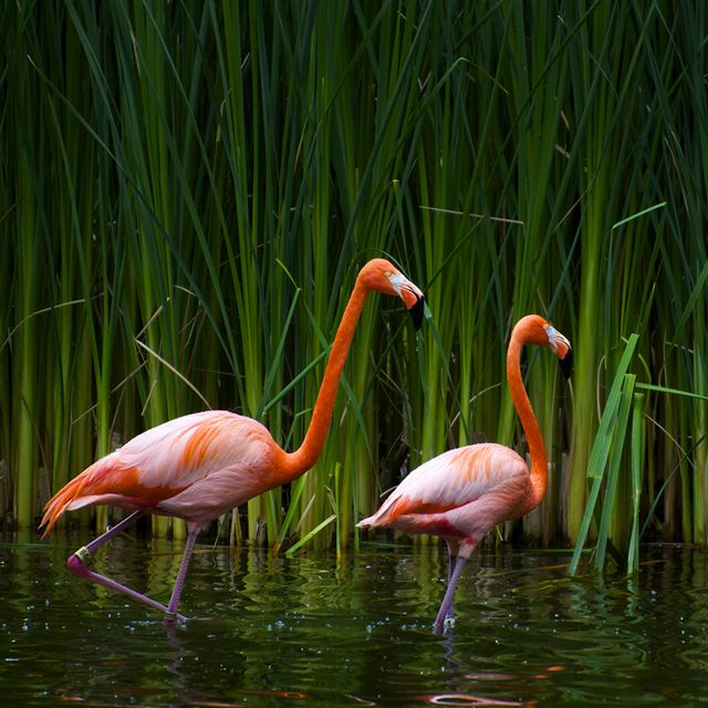 1024x1024 Flamingos - wildlife iPad Wallpaper