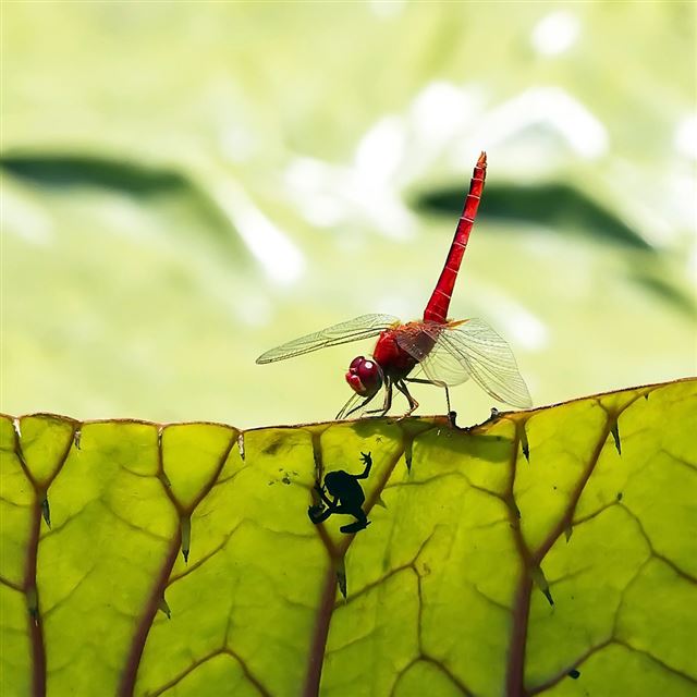 1024x1024 Red Dragonfly - animals iPad Wallpaper