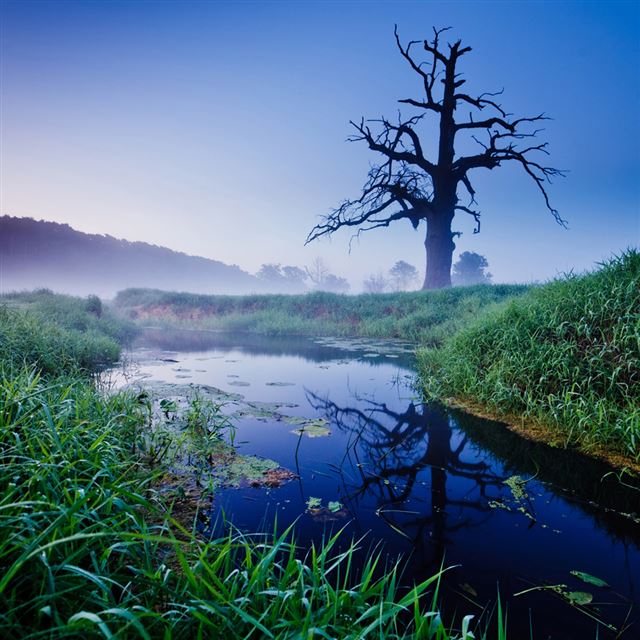 1024x1024 Old Tree - tree iPad Wallpaper
