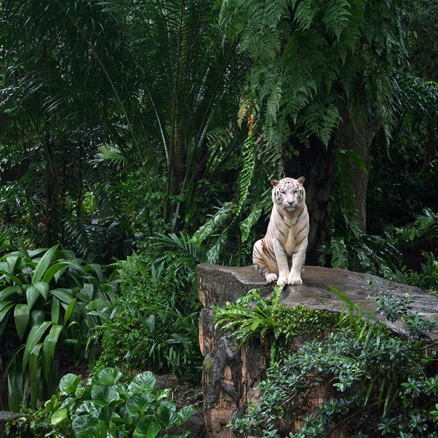 1024x1024 White Tiger - green iPad Wallpaper