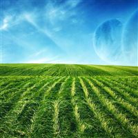 Green Fields wallpaper