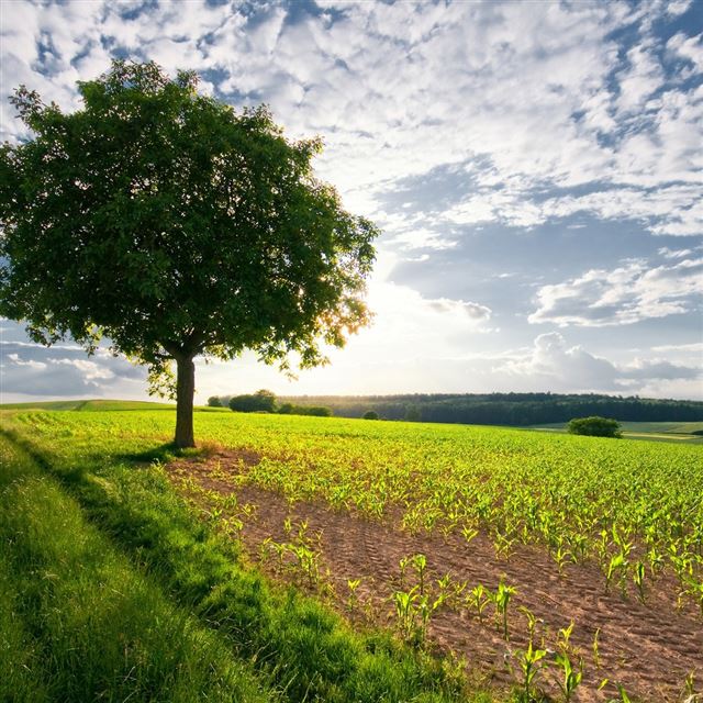 1024x1024 Single Tree - tree iPad Wallpaper