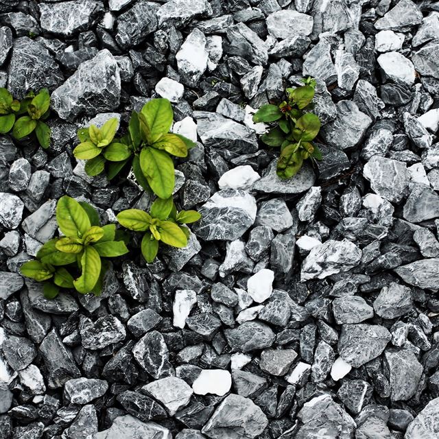 1024x1024 Plants Between The Stones - stones iPad Wallpaper