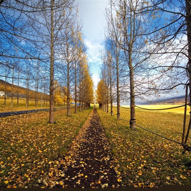 1024x1024 Tree Path Landscape - path iPad Wallpaper