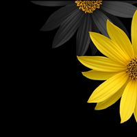 Simple Flower wallpaper