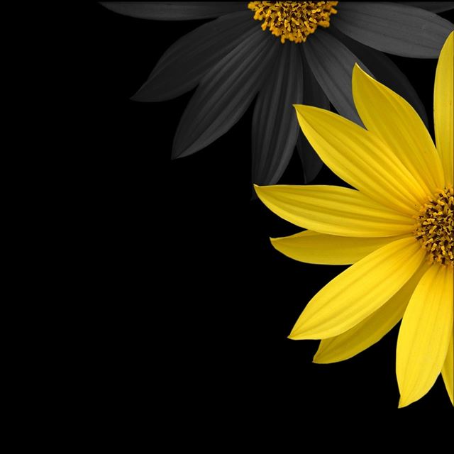 1024x1024 Simple Flower - black iPad Wallpaper