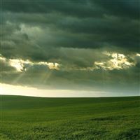 Grassy Field wallpaper