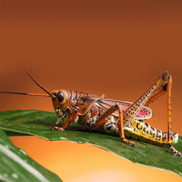 1024x1024 Locust - brown iPad Wallpaper