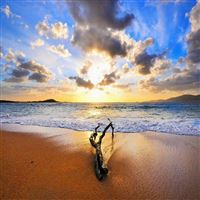 Drift Wood wallpaper