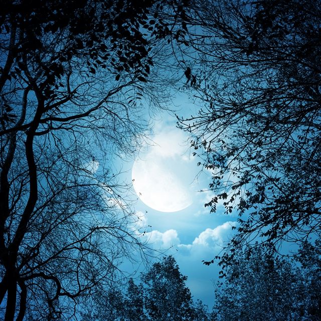 1024x1024 White Autumn Night - tree iPad Wallpaper