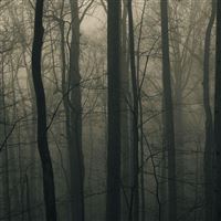 Foggy Forest wallpaper