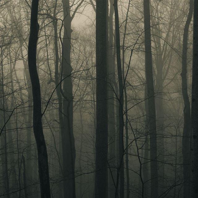 1024x1024 Foggy Forest - black iPad Wallpaper