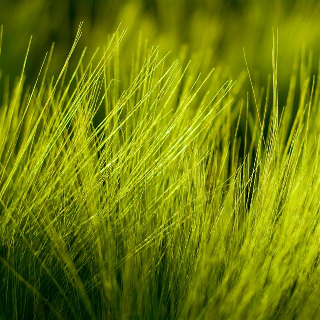 1024x1024 Green Grass - spring iPad Wallpaper