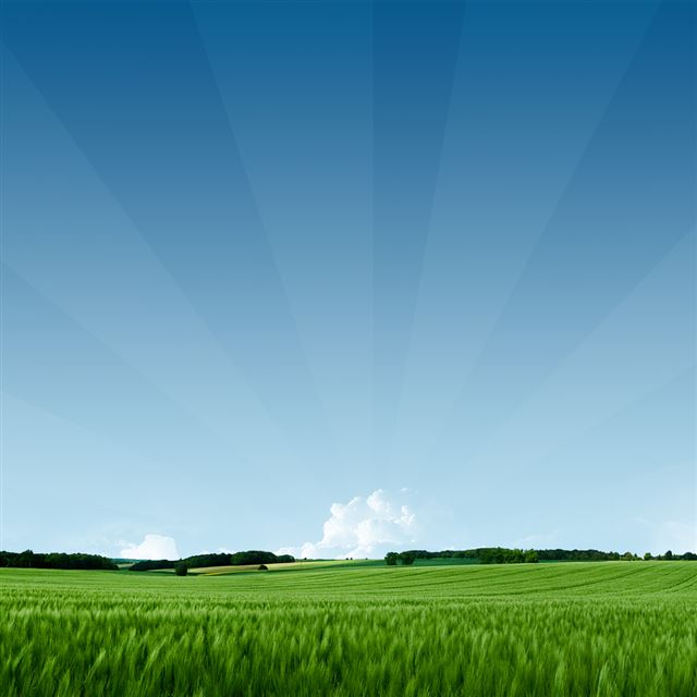 1024x1024 Grassy Field - scenery iPad Wallpaper