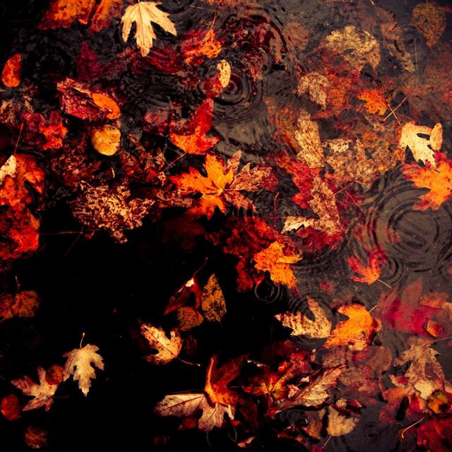 1024x1024 Leaves Floating On The Lake - leaves iPad Wallpaper
