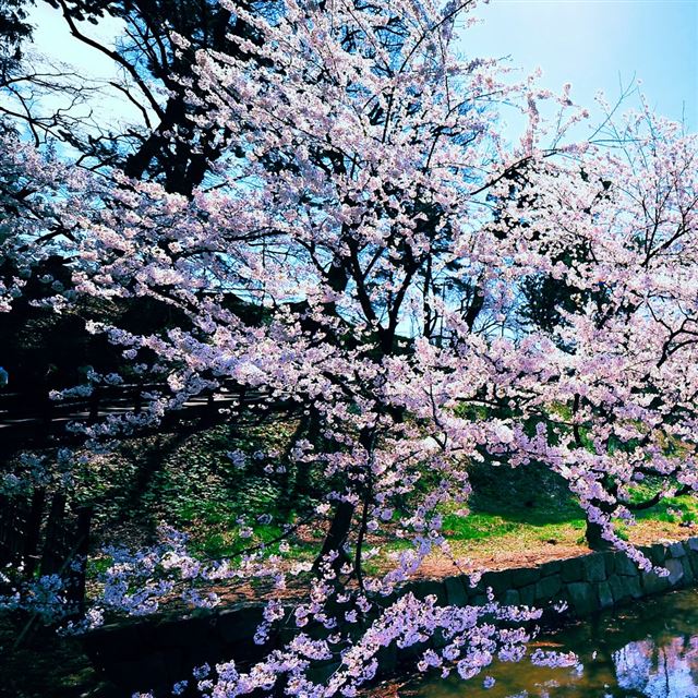 1024x1024 Cherry Blossom Trees - blossom iPad Wallpaper