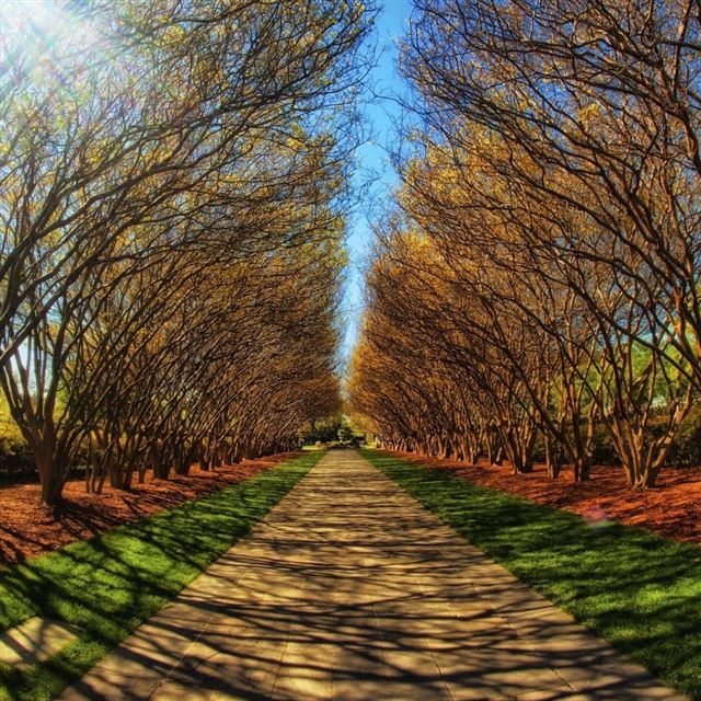 1024x1024 Park Alley - road iPad Wallpaper