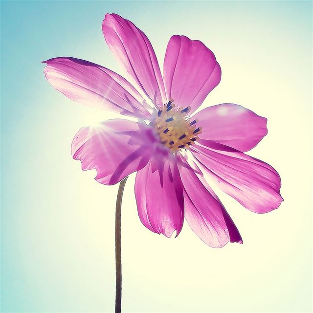 1024x1024 Purple Magenta Flower -  iPad Wallpaper