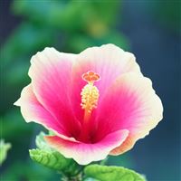 Pure Pink Flower wallpaper