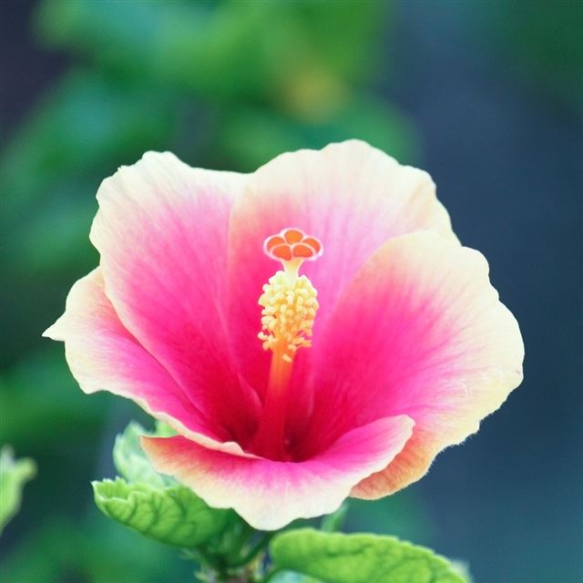 1024x1024 Pure Pink Flower - pink iPad Wallpaper