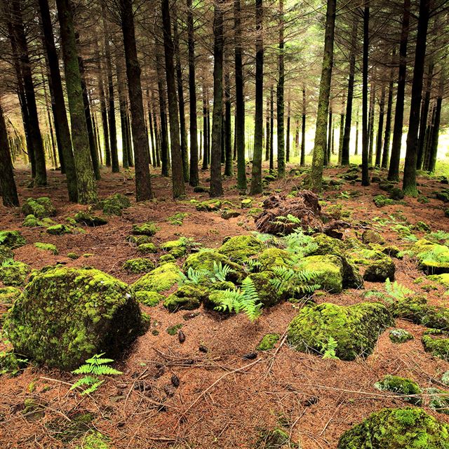 1024x1024 Mossy Forest - scenery iPad Wallpaper