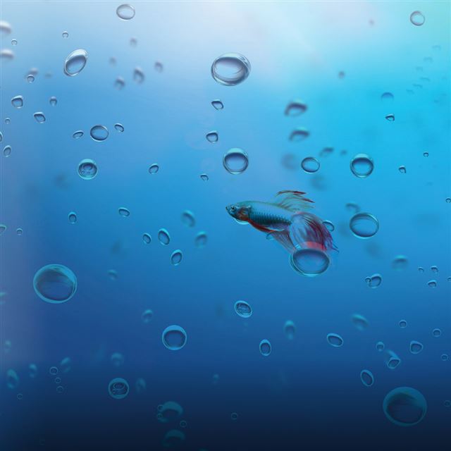 1024x1024 Colorful fish and bubbles - bubbles iPad Wallpaper