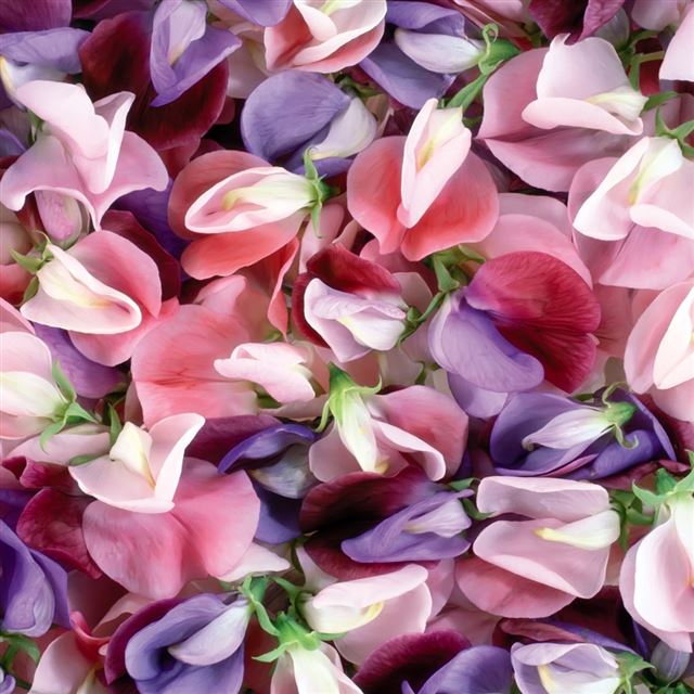 1024x1024 Purple And Pink Flowers - petal iPad Wallpaper
