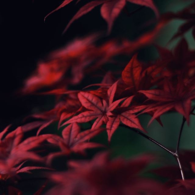 1024x1024 Red Leaves - plant iPad Wallpaper