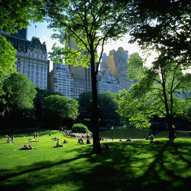1024x1024 Central Park - grass iPad Wallpaper