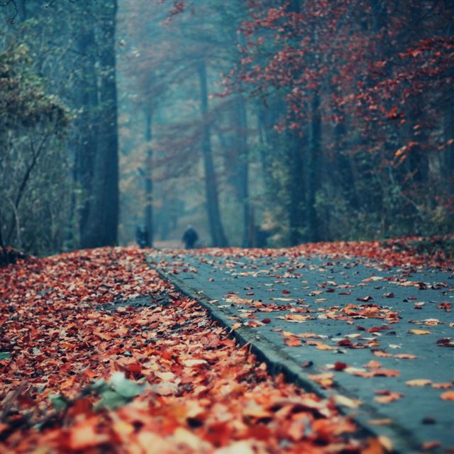 1024x1024 Road Deck Autumn Leaves - road iPad Wallpaper