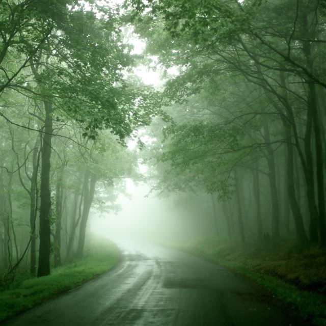 1024x1024 Forest Mist - tree iPad Wallpaper