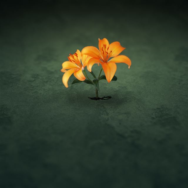 1024x1024 Orange Flowers - orange iPad Wallpaper