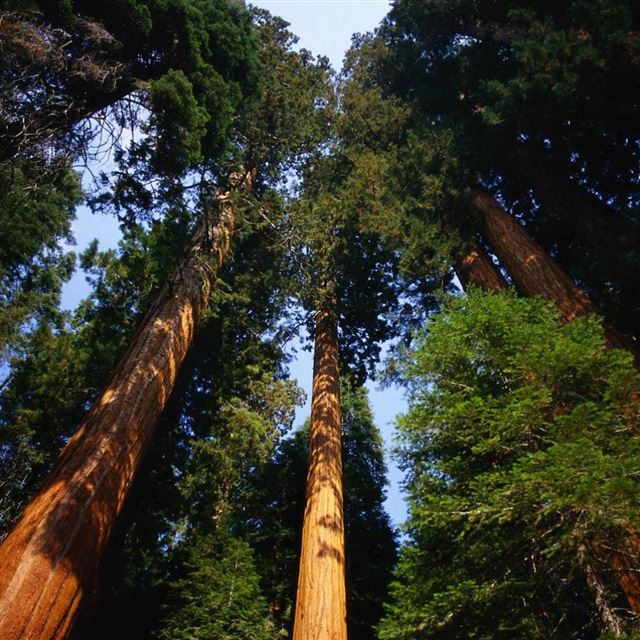1024x1024 Tall Trees - scenery iPad Wallpaper