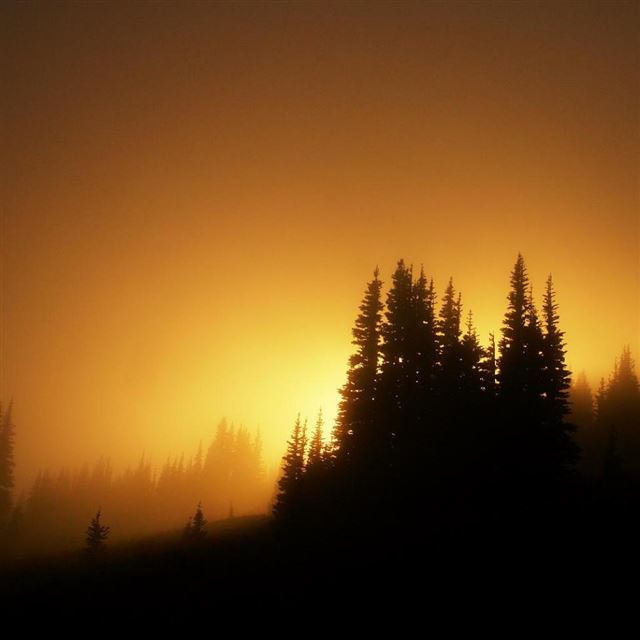 1024x1024 Forest Sunrise - scenery iPad Wallpaper