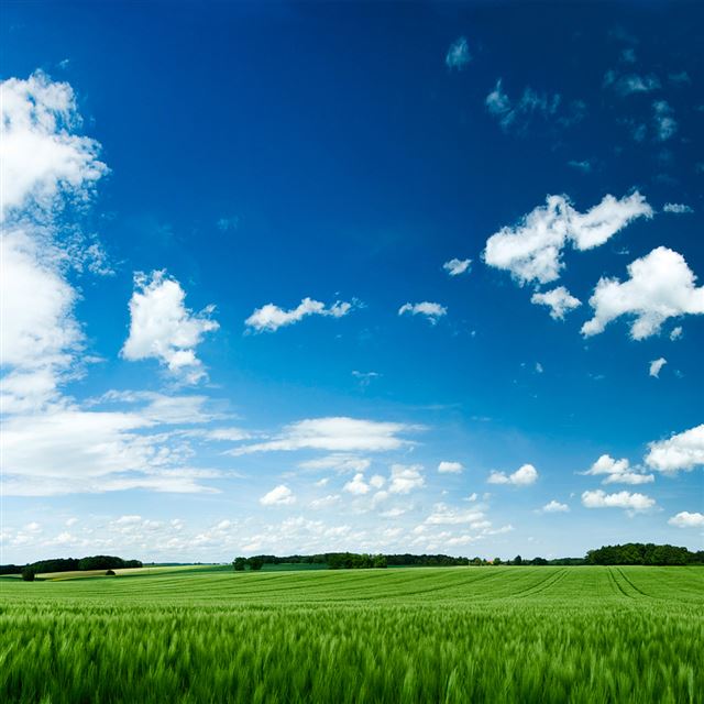 1024x1024 Grassy Field - farmers iPad Wallpaper