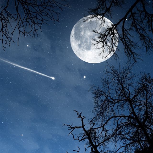 1024x1024 Night - tree iPad Wallpaper