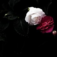 Red and white roses wallpaper