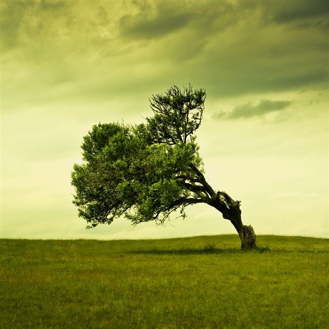 1024x1024 Windy Tree - tree iPad Wallpaper