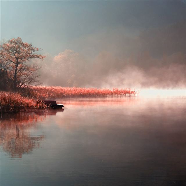 1024x1024 Fog lake - tree iPad Wallpaper