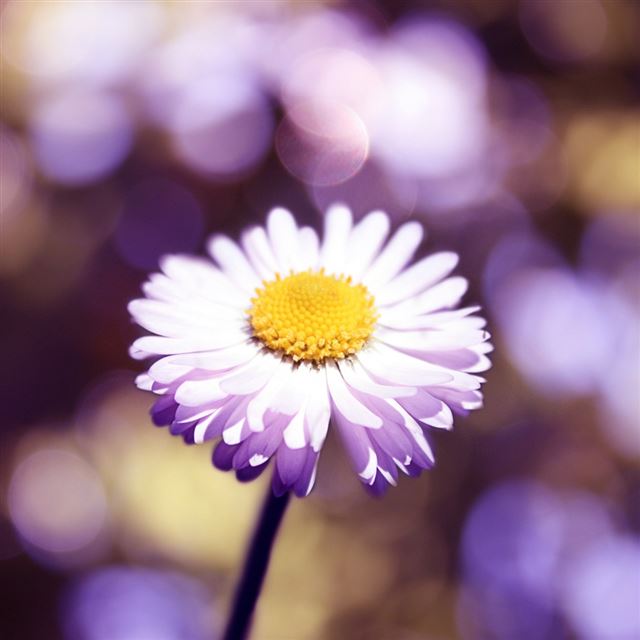1024x1024 Bokeh flower - yellow iPad Wallpaper