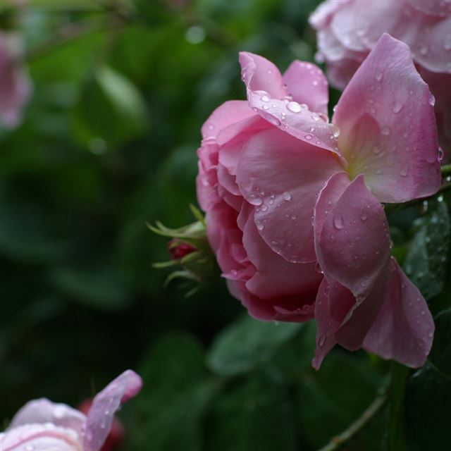 1024x1024 Rose - rose iPad Wallpaper