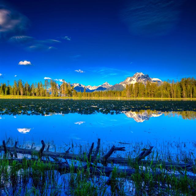 1024x1024 Blue landscape - tree iPad Wallpaper
